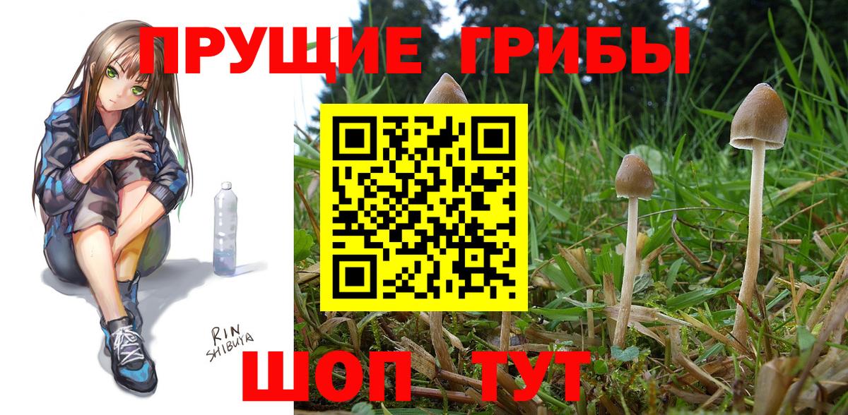 Галлюциногенные грибы Magic Shrooms  Вход с VPN  Котельники  где продают наркотики  Псилоцибиновые грибы Cubensis 